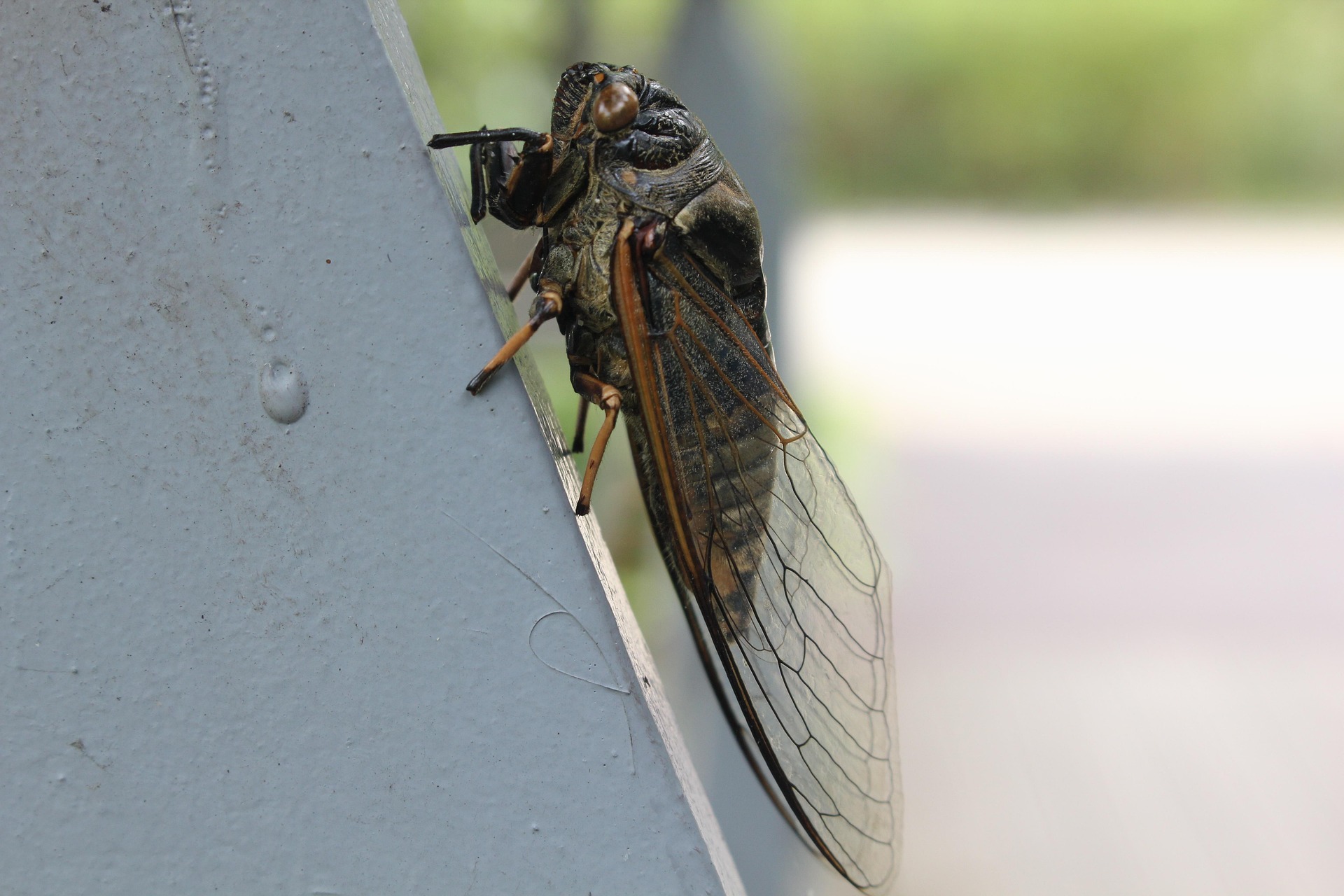 Prime numbers: Fascinating to mathematicians, life-saving for cicadas!
